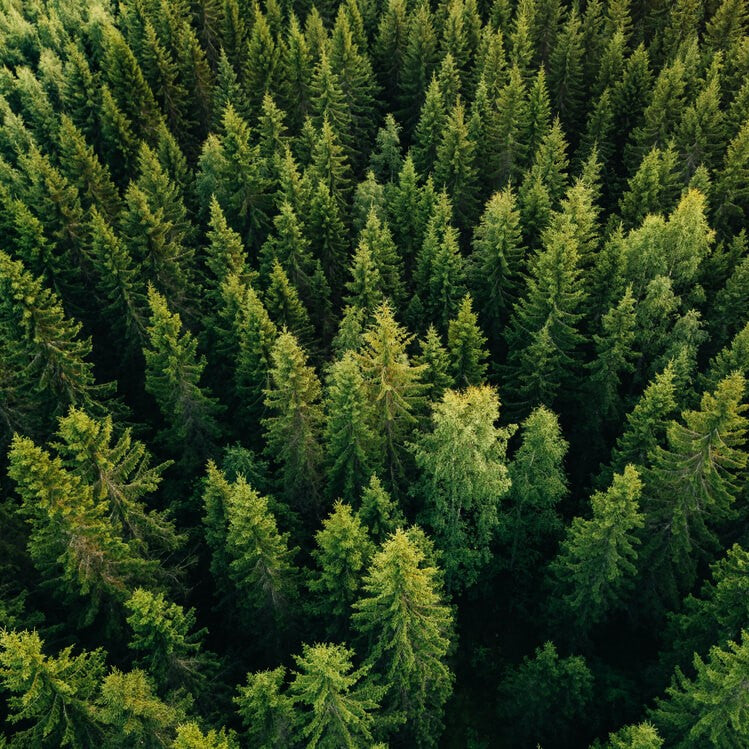 Kiefer Massivholz Möbelserien Kiefermöbel Kieferbetten Kieferkommoden Kieferschränke Kiefertische Landhausmöbel Echtholzmöbel Naturmöbel Biomöbel Massivholzmöbel