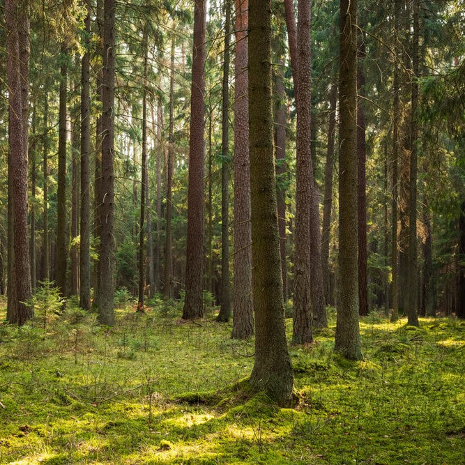 Kiefer Massivholz Möbelserien Kiefermöbel Kieferbetten Kieferkommoden Kieferschränke Kiefertische Landhausmöbel Echtholzmöbel Naturmöbel Biomöbel Massivholzmöbel